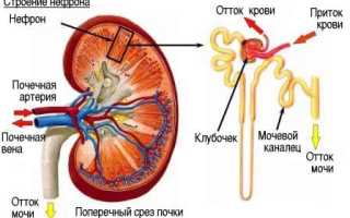Хронический гломерулонефрит нефротического синдром с минимальными изменениями