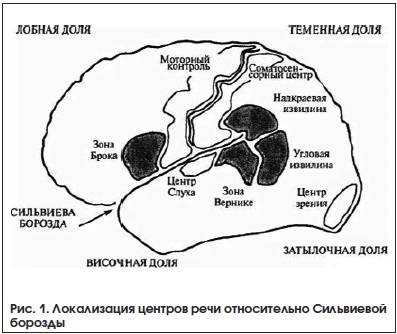 Рис. 1. Локализация центров речи относительно Сильвиевой борозды